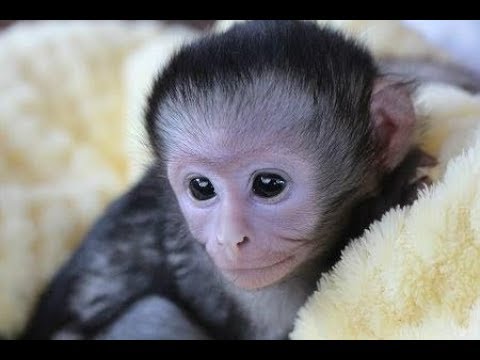 cute monkey pics Cute Monkeys Part #29 - Working Feeding Sleeping Making up and Loving time of Baby Funny Monkey 2018
