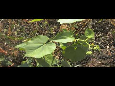 Video: Teofrastova žičara