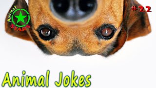 Animal Jokes 🐶 🐒 🐼 Funny Dogs Cute Cats Amazing Pets Funny Jokes 2020 #22 by Animal Stars 509 views 3 years ago 11 minutes, 8 seconds