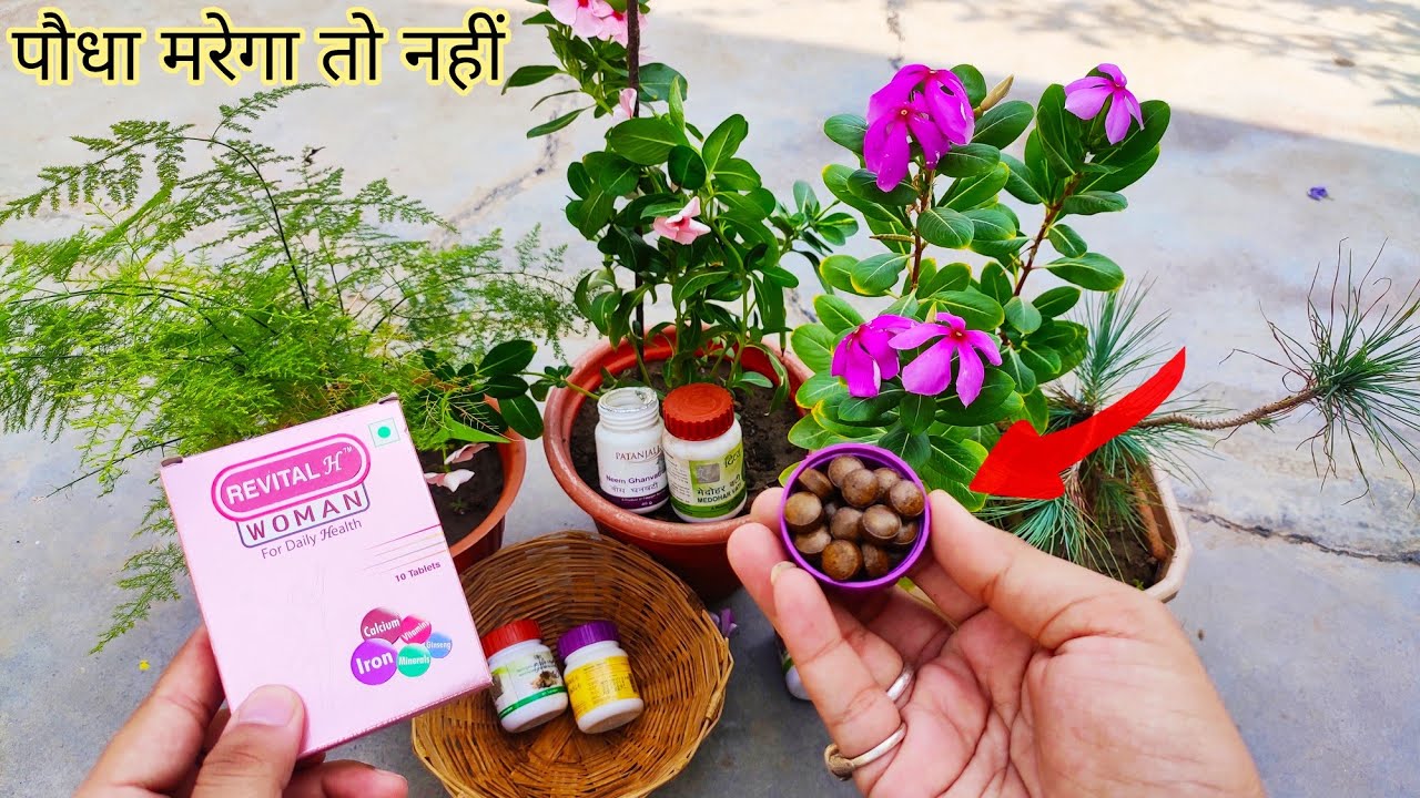 Old Medicine Tablet Use In PlantsExpired Capsule In Plantकैसे करें