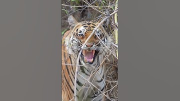 Thumbnail of Adult Male Tiger Growls Fiercely