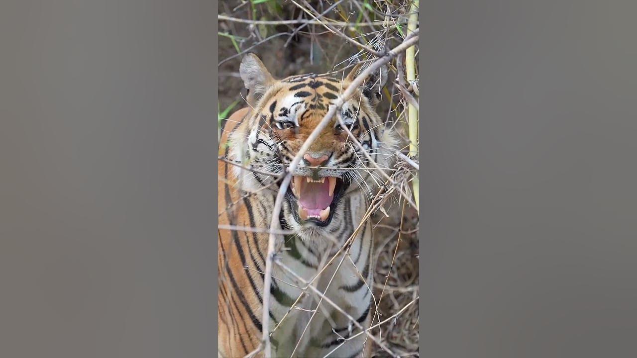 Adult Male Tiger Growls Fiercely