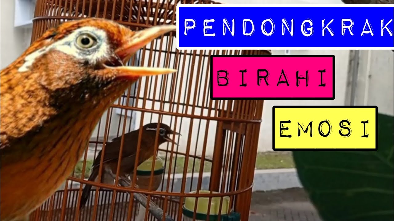 PANCINGAN WAMBI BIAR ENAK BUNYI