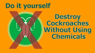How to Naturally Get Rid of Cockroaches | Chemical-Free Cockroach Control