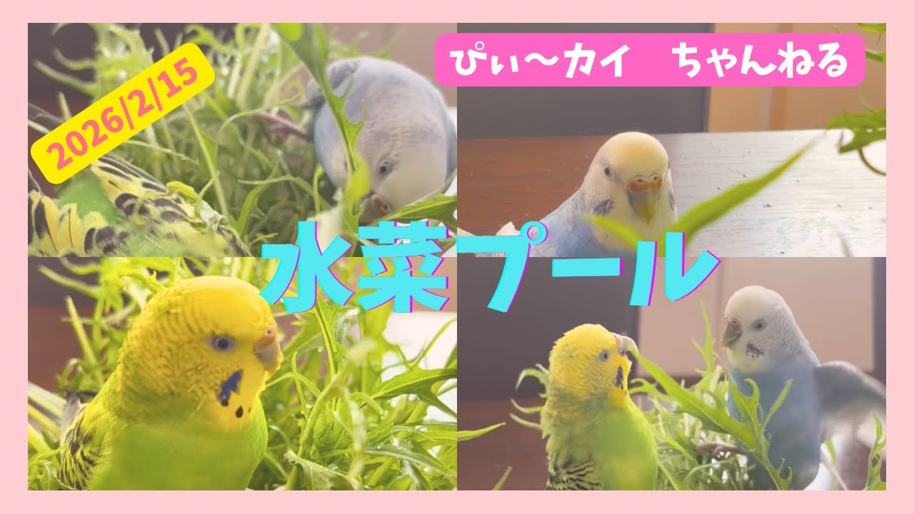 水菜🌱プールに初挑戦！いっぱい遊んだぴぃ〜&カイ❣️😊