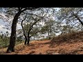 Caminata por el bosque | Bosque de la primavera | Episodio #9