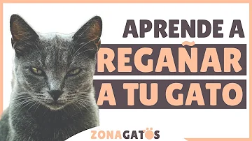 ¿Cómo se enseña a un gato a decir no?