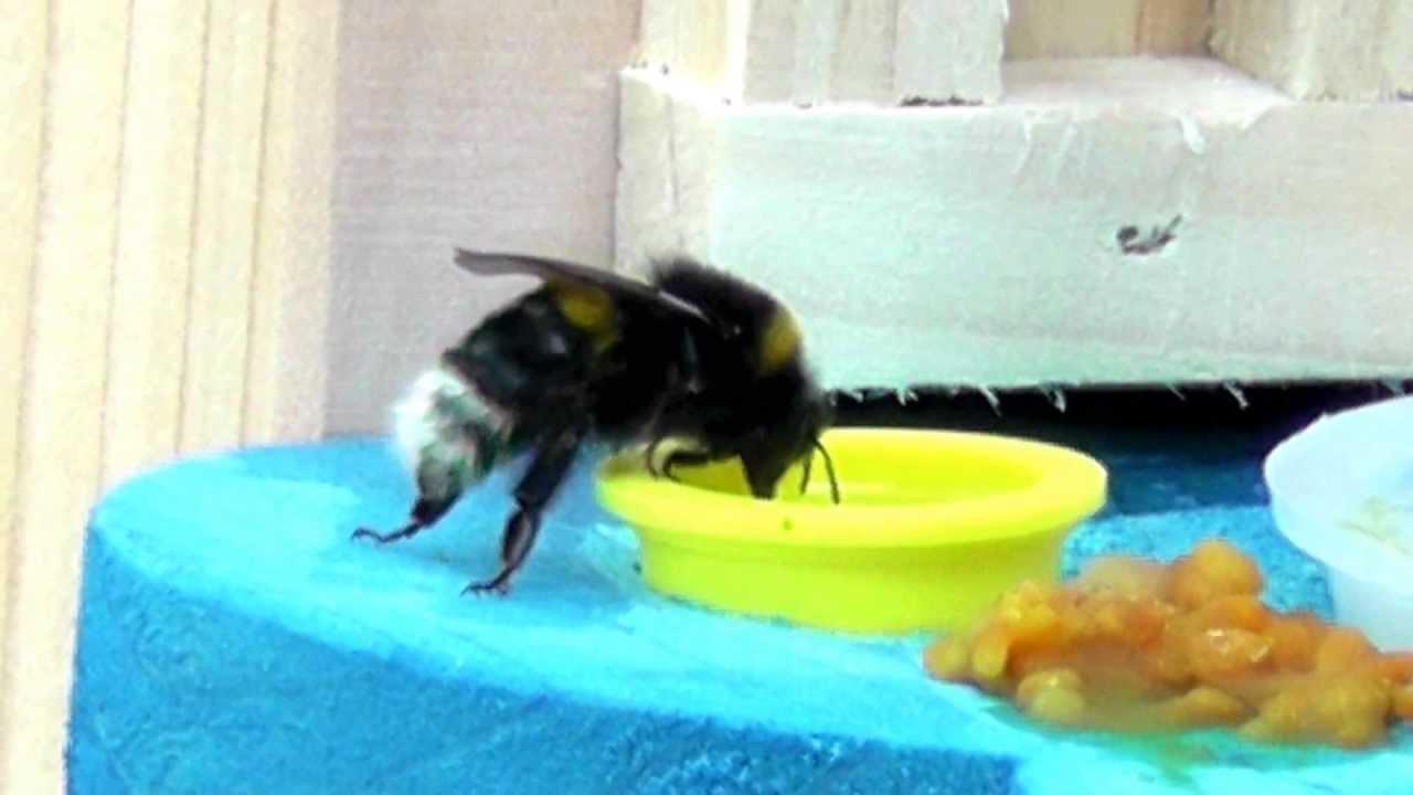 New Feeding Station In The Garden Youtube
