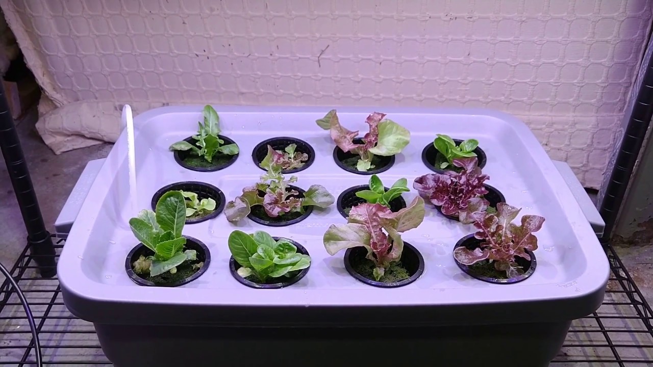 Building a Deep Water Culture Hydroponics System