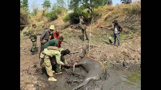 Large raccoon dies due to lack of water សត្វទន្សងដ៏ធំមួយក្បាលត្រូវបានបាត់បង់ជីវិតដោយសារខ្វះទឹក