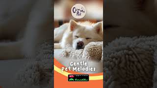Gentel Pet Melodies - Soothing Music For Pets #Shorts