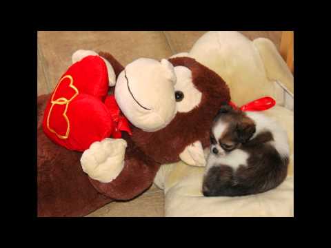 shih tzu smart shih tzu smart funnydog tv shih tzu smart shih tzu smart funnydog tv