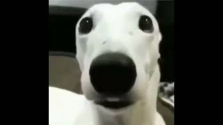 dog with chattering teeth