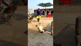 Dog K Sath Prank Ho A