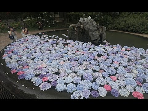 梅雨空の下 水面彩るアジサイ Youtube 梅雨空の下 水面彩るアジサイ Youtube