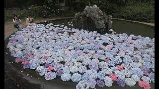 梅雨空の下、水面彩るアジサイ