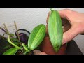 Echte Vanille (Vanilla planifolia) durch Stecklinge vermehren - Alles über Orchideen #25
