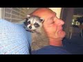 This Man Took In A Sick Baby Raccoon, But One Year Later He Wasn’t Prepared For What Occurred