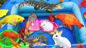 Thỏ Vlog Đi Tìm Hiểu Các Con Vật, Con Cá, Con Rùa, Con Chó, Cá Sấu, Thỏ Con Dễ Thương