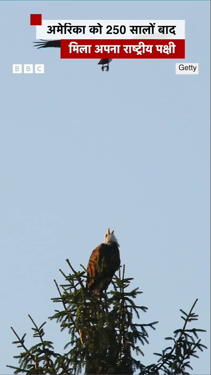 America को 250 साल बाद मिला अपना National Bird #us #nationalbird #baldeagle (BBC Hindi)