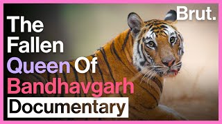 The Story Of Solo: Bandhavgarh's Tigress