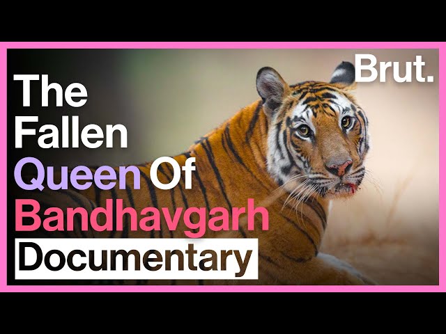 The Story Of Solo: Bandhavgarh's Tigress class=