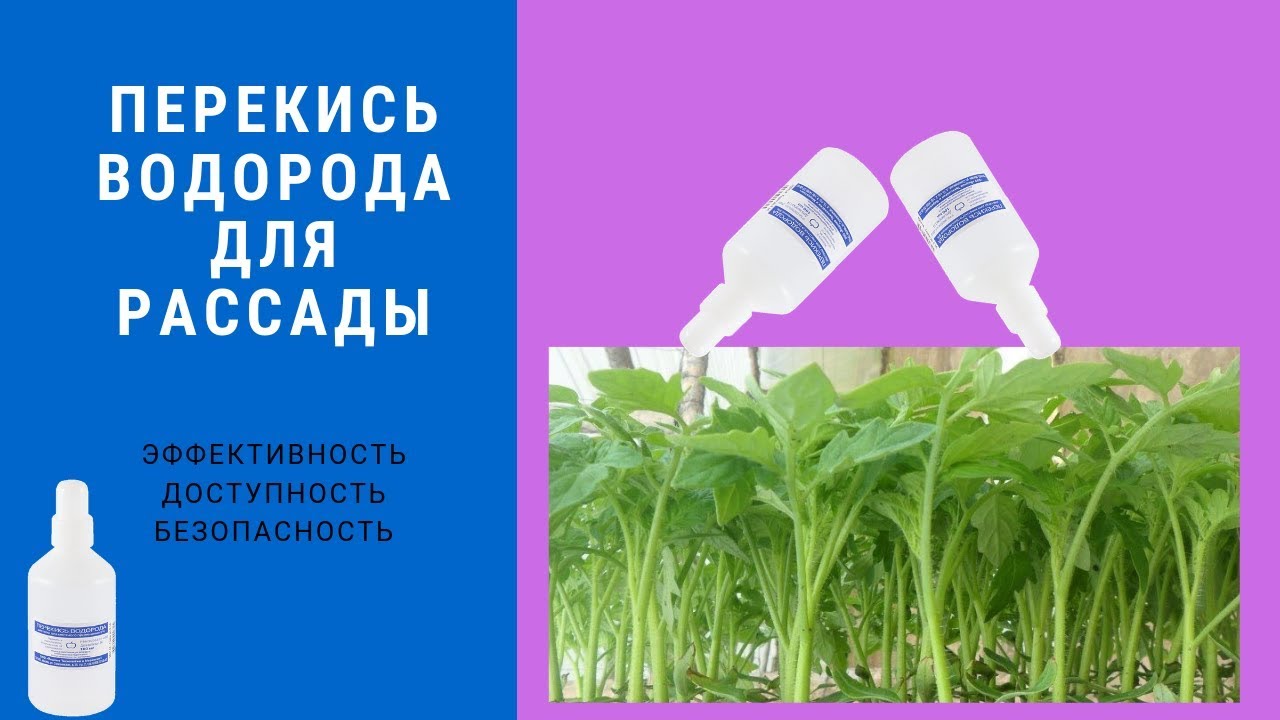 Перекись водорода для рассады томатов как применять. Перекись для рассады. Перекись водорода для рассады. Перекись водорода для полива рассады. Подкормка рассады перекисью водорода.