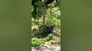 Dân tôc Hre Đâm trâu