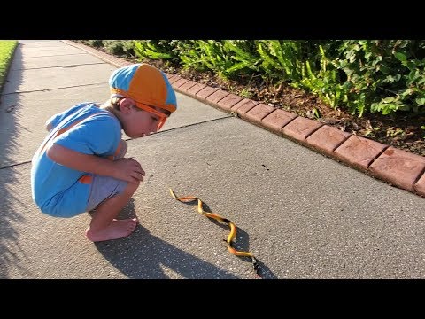 blippi-dressed-toddler-|-chases-catches-a-toy-snake-|-jumps-in-puddles-|-pretend-play-blippi-#1-fan