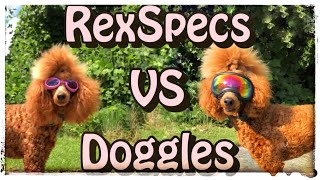 RexSpecs vs Doggles  Dog eye protection and why it matters | #servicedoggear