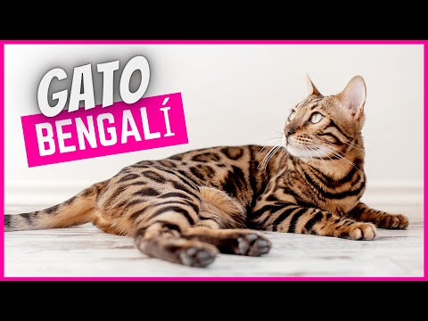 Video: ¿Cuánto cuesta un gatito bengala?