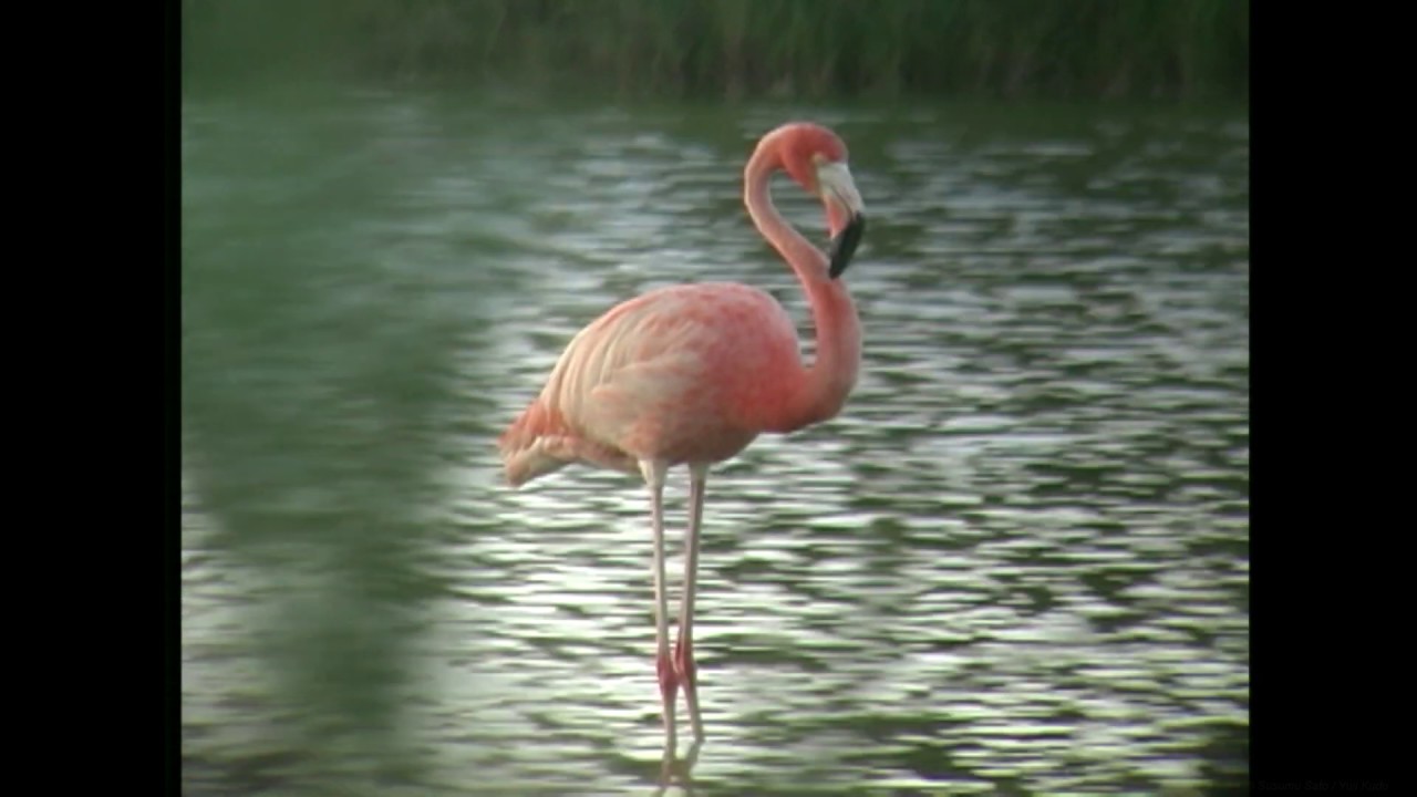 オオフラミンゴ 1 外来種 迷鳥 沖縄 インド Greater Flamingo Wild Bird 野鳥 動画図鑑 Youtube