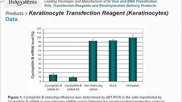 Altogen Biosystems Keratinocyte Transfection Reagent