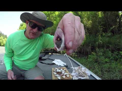 Jug Fishing for Monster Catfish from YouTube · Duration: 6 minutes 34 seconds · 3,000+ views · uploaded on 7/20/2014 · uploaded by TX Bucksnort Jug Fishing for Monster Catfish from YouTube · Duration: 6 minutes 34 seconds · 3,000+ views · uploaded on 7/20/2014 · uploaded by TX Bucksnort