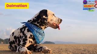 #Top#20dogs strongest bite force    TOP 20 DOGS WITH STRONGEST BITE FORCE WITH LIST NAME IN ENGLISH