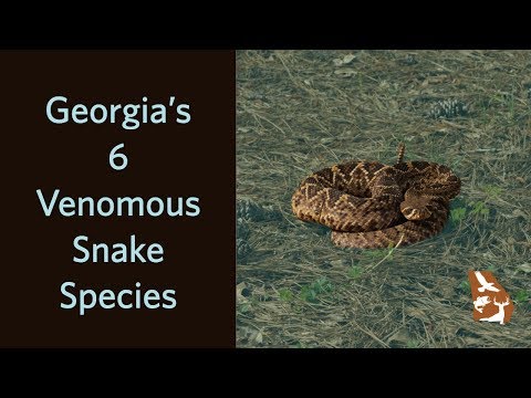 Vídeo: Que cobras negras existem na Geórgia?
