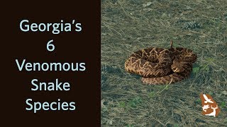 Venomous Snakes