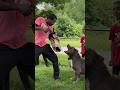 Incredible pitbull trained to recognize weapons #shorts #youtubeshorts #dog