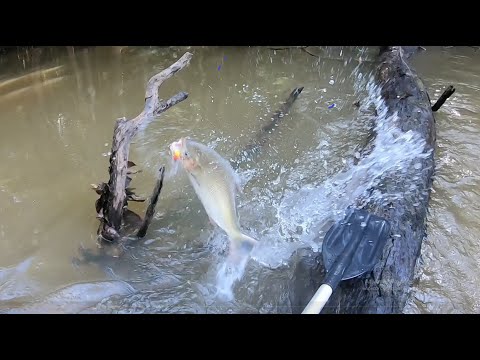 ESSE PEIXE SEM DUVIDA É COISA DE LOUCO!