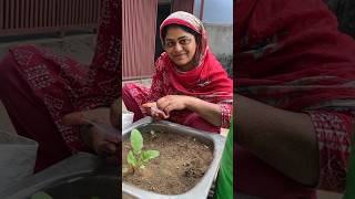 🌿 Red Muli Ke Beej Kaise Lagaye | Terrace Gardening Tips #KitchenGarden