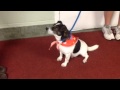 Video of adoptable pet named AXEL ~ GRADUATE OBEDIENCE TRAINED Video of adoptable pet named AXEL ~ GRADUATE OBEDIENCE TRAINED
