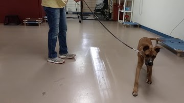 Teaching a dog to give into leash pressure using a prong collar - part 1
