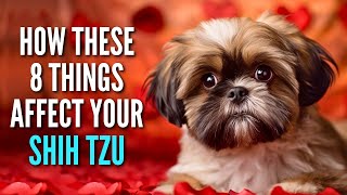 Is Your Shih Tzu Safe? Watch Out for These 8 Emotional Threats!