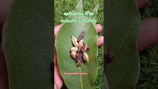 ఆదివారం రోజున పరిహారం|| #shorts #tips #telugu #bhakti #astrology #machiraju