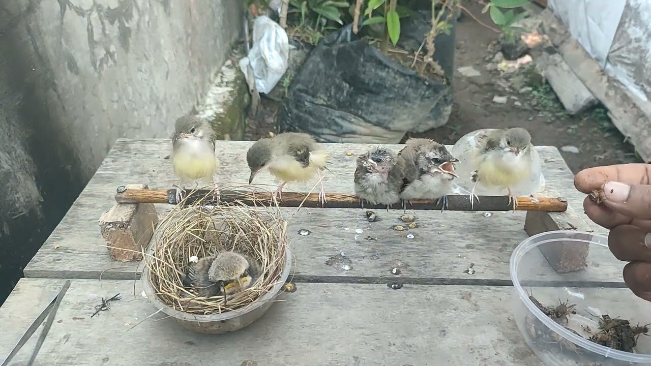 Meloloh anakan burung cendet, burung trucukan dan burung ciblek semi