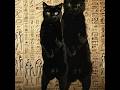 黒猫ジジのエジプトダンスをくらえ! #cat #猫 #egypt #egyptian