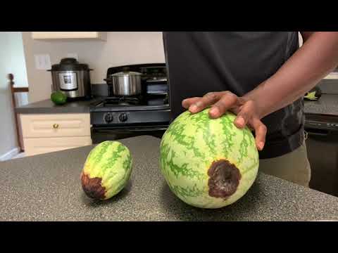 Video: Arbūzo dugnas pūva – sužinokite, kas sukelia arbūzo pilvo puvimą