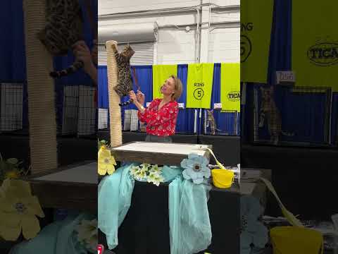 Christopher · April 5, 2026 · TICA - The International Cat Association · Toronto, Ontario, Canada video