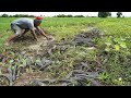 Amazing Fishing in Rural Village - Search & Found Many Fish Run Back Water After Raining