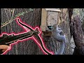 Squirrel hunting w 80lb pistol crossbowm48 hell hawk